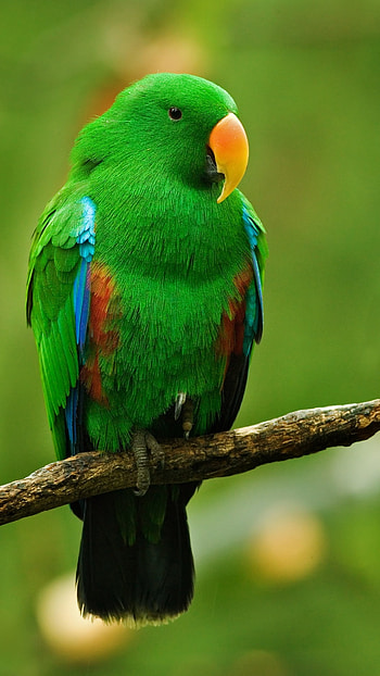 Parrot, Green Parrot, Bird HD phone wallpaper