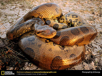 Anaconda, snake, reptile HD wallpaper