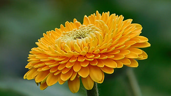 Orange Gerbera, petals, Nature, flowers, gerbera, orange HD wallpaper