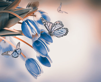 Spring background, Butterflies, Tulips, Petals, Blue HD wallpaper