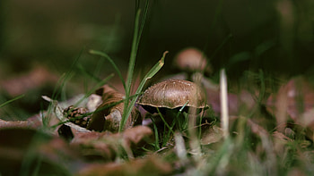 nature, mushroom HD wallpaper