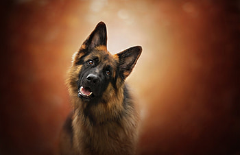Dog, animal, puppy, ear, woof HD wallpaper