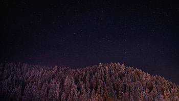 Night Landscape Forest Stars Trees, forest, night, landscape, trees, nature HD wallpaper