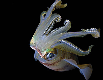 magic depths of the sea, magic, depths of the sea HD wallpaper