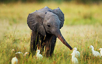 Elephant, Baby Animal HD wallpaper
