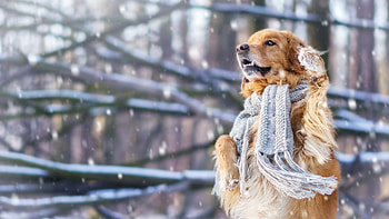 Golden Retriever, Dogs HD wallpaper