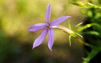 Flower, Plant, Macro HD wallpaper