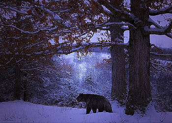 Night search, mist, winter, bear, snow, trees, hunting, forest HD wallpaper