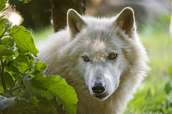 Animals, Predator, Wolf, Sight, Opinion HD wallpaper