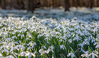 Snowdrop Serenity: Nature’s First Bloom in Crisp Detail, nature, snowdrop HD wallpaper