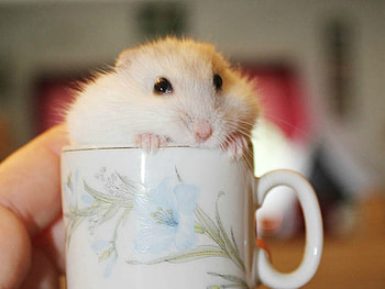 CUTE HAMSTER, CUTE, HAMSTER, , CUP HD wallpaper