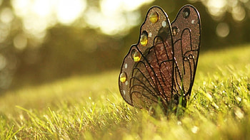ஐ butterfly ஐ, grass, sky, nature, butterfly HD wallpaper