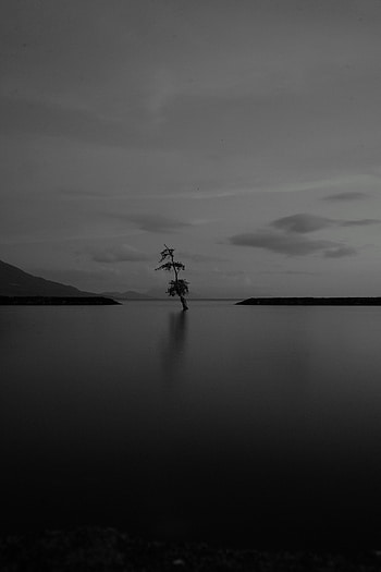 Lake, Dark, Wood, Tree, Minimalism, Bw, Chb, Gloomy, Lonely HD phone wallpaper