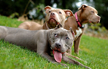Animals, Dogs HD wallpaper