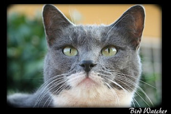 Cat, cats, animals HD wallpaper