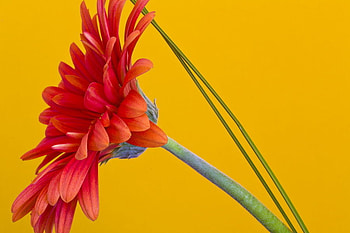 One orange gerberas, sunshine, beautiful, wonderful, orange, gerberas, green, yellow, nature, flowers, forever HD wallpaper