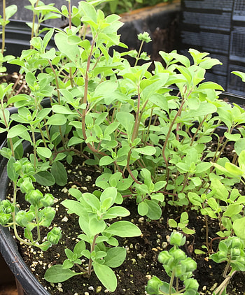 Loving marjoram, Just loving marjoram, Marjoram HD phone wallpaper