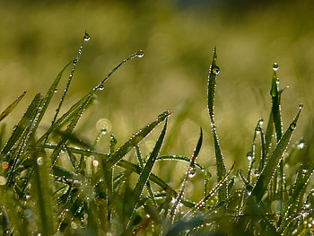 Grass, Drops, Macro, Form, Dew HD wallpaper