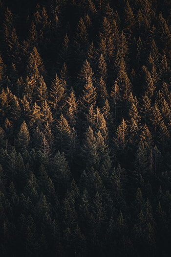 Nature, Trees, View From Above, Forest HD phone wallpaper