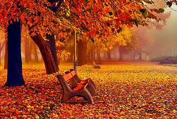 November, colorful, fall, colors, leaves, reflection, mirrored, branches, trees, autumn, nature, foliage HD wallpaper