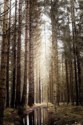 Nature, Water, Trees, Forest, Spruce, Fir HD phone wallpaper