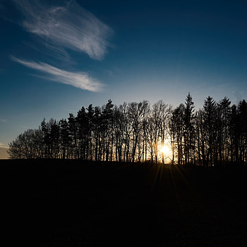 Nature, Trees, Sunset, Sky, Shine, Light, Sunlight HD phone wallpaper