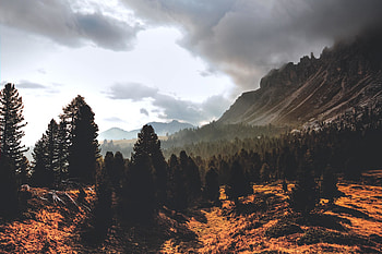 Mist, fog, nature, landscape, mountains, tree HD wallpaper