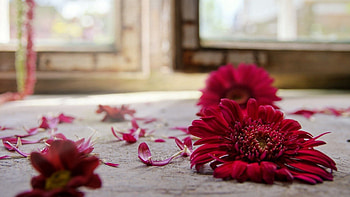 Flowers, Macro, Petals, Surface, Fallen HD wallpaper