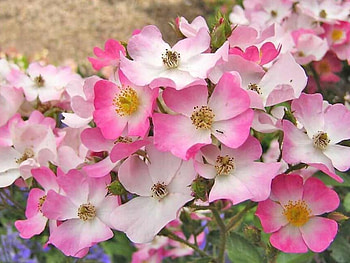 nature, pink, flower HD wallpaper