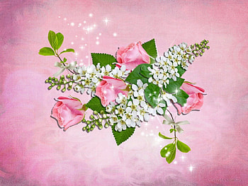 Pink Flowers, pink, white, roses, pretty, green, beautiful, flowers HD wallpaper