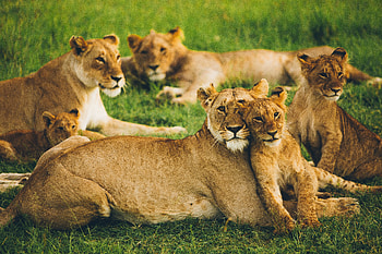 Animals, Predators, Lion, Lioness, Wildlife, Family, Flock, Lion Cub, Big Cats HD wallpaper