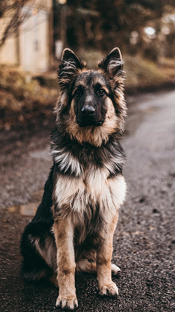 German Shepherd, , Expert HD phone wallpaper