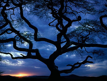 Serengeti National Park, night, blue sky, sunsetting, forests, nature HD wallpaper
