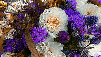 Dahlia, pretty, flower, foilage HD wallpaper
