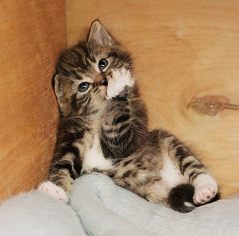 What Can I Do?, animal, cats, cute, cat HD wallpaper