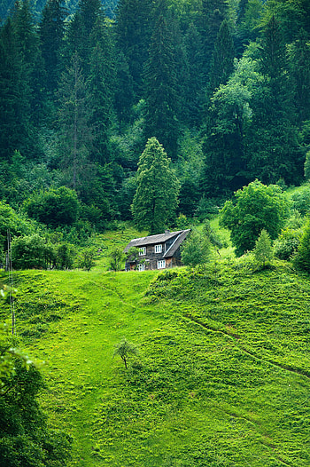Nature, Grass, Summer, Privacy, Seclusion, Forest, Small House, Lodge HD phone wallpaper