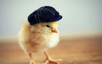 Cute chicken, Unknown breed, Unique appearance, Adorable animals HD wallpaper