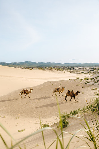 Animals, Sand, Desert, Camels, Oasis HD phone wallpaper