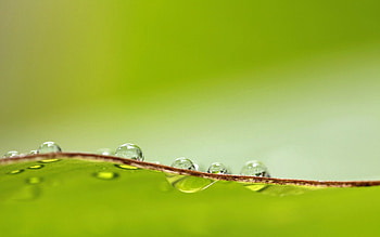 Drops, Macro, Surface, Sheet, Leaf, Dew HD wallpaper