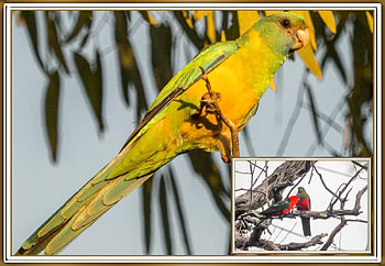 FRAMED PARROTS, BIRDS, NATURE, , FRAMED HD wallpaper