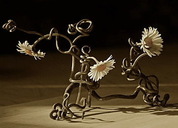 Daisys Still Life, art , still life, daisys, white, arangement, beautiful HD wallpaper