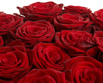 Amazing red roses, roses, red, nature, flowers, beauty HD wallpaper