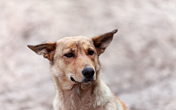 Animals, Dog, Muzzle, Sight, Opinion, Fright, Ears HD wallpaper