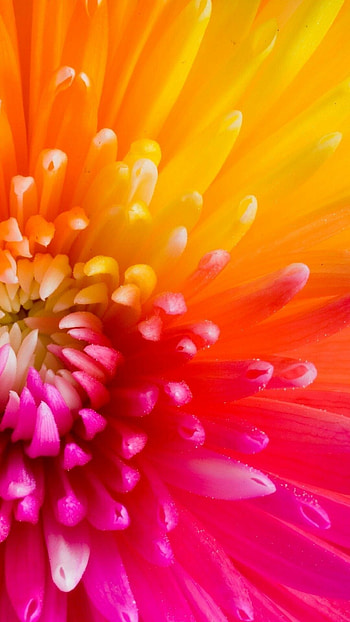 Flower , Floral beauty, backgrounds, Nature HD phone wallpaper