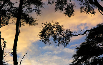 Bark Bay Sunset, trees, sky, nature, sunsets HD wallpaper