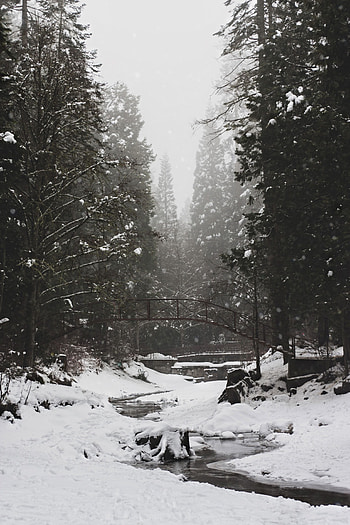 Winter, Nature, Rivers, Trees, Snow, Bridge HD phone wallpaper