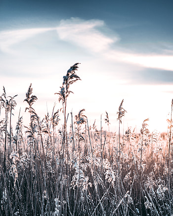 Winter, Nature, Grass, Snow, Frost, Hoarfrost HD phone wallpaper