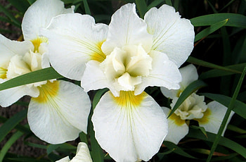 Flowers, Leaves, Flower Bed, Flowerbed, Orchids, Snow White HD wallpaper