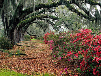autumn, woods, south carolina, path, fall, azalea bushes, charleston, trees, flowers, forest HD wallpaper