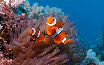 Vibrant clownfish, Coral reef inhabitants, Beautiful marine life, Underwater world HD wallpaper